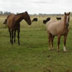 zu_caballo