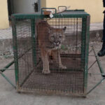 puma4jj
