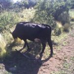 Vaca-de-cría-pastoreando-en-monte