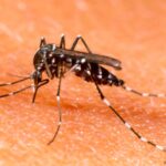 mosquito-dengue-grande-2
