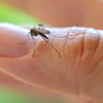 mosquito