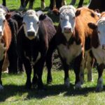 vacas3