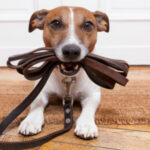 adiestramiento-canino