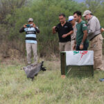 aguila