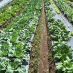 programa mi huerta