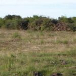 campo