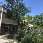 Arbol caído