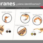 alacranes-web