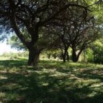 algarrobal