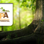 Reforestación