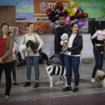 Desfile de mascotas