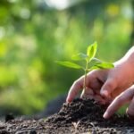 manos-plantando-arbol_56296-23