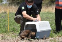 Un yaguarundí y 80 aves fueron liberados en La Para