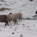 Nieve en las Altas Cumbres