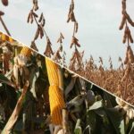 Cultivos de verano: CREA organiza una jornada de campo en Mi Granja