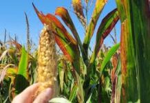 SE VINO EL AGUA, ¿QUÉ DEFINO SEMBRAR?