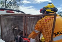 Policía Ambiental rescató un cóndor con un disparo en un ala