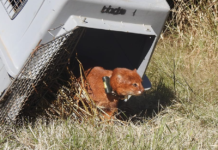 Córdoba concretó la primera liberación de un yaguarundí monitoreado con tecnología satelital