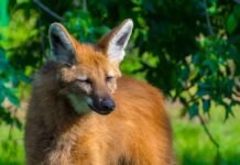 El aguará guazú rescatado en Villa Santa Rosa está en buen estado y podría ser liberado Aguará guazú entre la vegetación