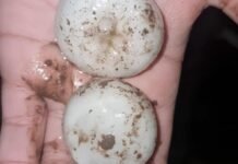 Registraron caída de granizo en distintos sectores de Córdoba Dos piedras de granizo de gran tamaño sostenidas sobre la palma de una mano