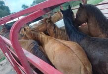 Detuvieron a dos personas en Chuña y secuestraron un arma y proyectiles Caballos dentro de un tráiler durante un operativo rural