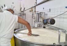Los Caminos del Queso: la ruta turística que reúne a 37 municipios y 60 productores de Córdoba Trabajador elabora queso en una cuba de producción láctea