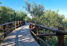 La Para tendrá actividades de naturaleza, música y emprendedores durante el fin de semana largo Pasarela de madera entre la vegetación de la Reserva Municipal Bahía de Ansenuza, en La Para
