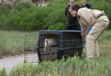 Liberaron una cigüeña tuyuyú y otros animales silvestres en la Laguna Mar Chiquita Una cigüeña tuyuyú sale de una jaula de transporte durante su liberación en un entorno natural