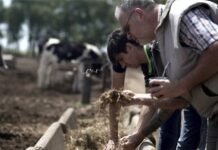 Marull abrió las inscripciones para dos tecnicaturas agroindustriales Dos personas realizan una actividad práctica junto a corrales con ganado bovino.